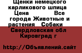 Щенки немецкого карликового шпица › Цена ­ 20 000 - Все города Животные и растения » Собаки   . Свердловская обл.,Кировград г.